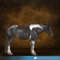 Horse Color:Liver Chestnut Tobiano Rabicano