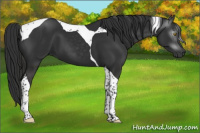Horse Color:Gray Liver Chestnut Tobiano 