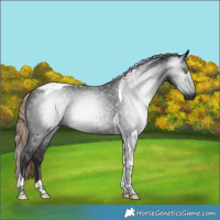 Horse Color:Gray Liver Chestnut Tobiano 