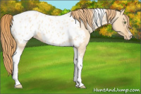 Horse Color:Gold Champagne Roan Dun Splash Tobiano Frame Appaloosa Rabicano 