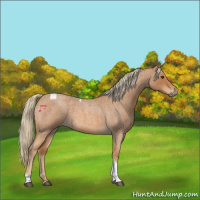 Horse Color:Red Roan Tobiano 