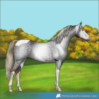 Horse Color:Gray Liver Chestnut Tobiano
