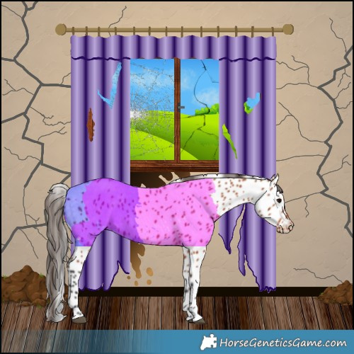 Horse Color:Bay Appaloosa 