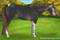 Horse Color:Gray Liver Chestnut Tobiano 