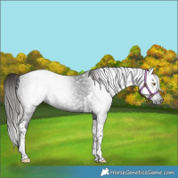 Horse Color:Gray Liver Chestnut Tobiano 