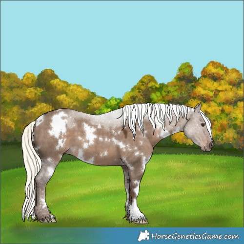 Horse Color:White Spotted Liver Red Dun Mushroom 