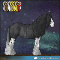 Horse Color:Black Splash Rabicano  and Black Splash Rabicano 