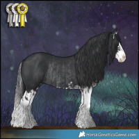 Horse Color:Black Splash Rabicano  and Black Splash Rabicano 