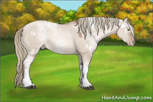 Horse Color:White Spotted Liver Red Dun Pearl Mushroom 