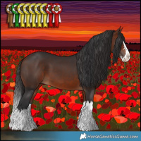 Horse Color:Bay Splash 