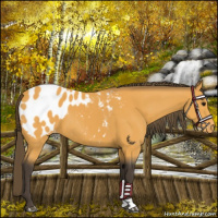 Horse Color:Buckskin Appaloosa 