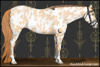 Horse Color:Buckskin Pearl Appaloosa