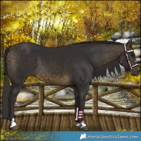 Horse Color:Buckskin 