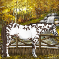 Horse Color:Gray Chestnut Frame Leopard 