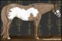 Horse Color:Chocolate Palomino Roan Frame 