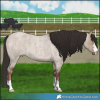 Horse Color:Liver Red Dun Roan 