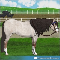 Horse Color:Liver Red Dun Roan 