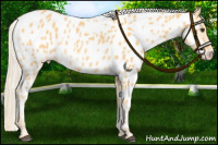 Horse Color:Palomino Appaloosa Rabicano 