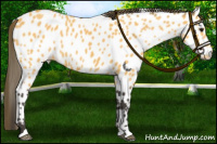 Horse Color:Buckskin Appaloosa