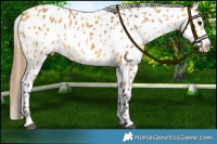 Horse Color:Buckskin Near Leopard 