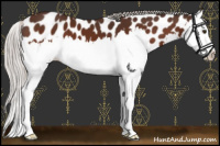 Horse Color:Silver Brown Splash Appaloosa 