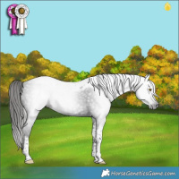 Horse Color:Gray Liver Chestnut Tobiano