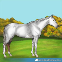Horse Color:Gray Liver Chestnut Tobiano