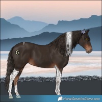 Horse Color:Liver Chestnut Tobiano
