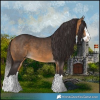 Horse Color:Buckskin Splash 