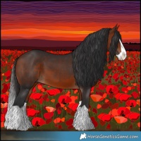 Horse Color:Bay Splash 