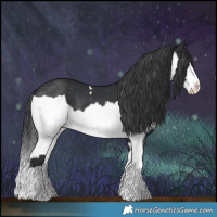 Horse Color:Black Splash Rabicano  and Black Splash Rabicano 