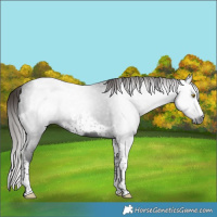 Horse Color:Gray Liver Chestnut Tobiano Frame 