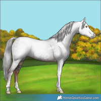 Horse Color:Gray Liver Chestnut Tobiano 