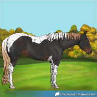 Horse Color:Liver Chestnut Tobiano 