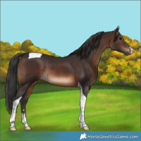 Horse Color:Brown Tobiano Rabicano 