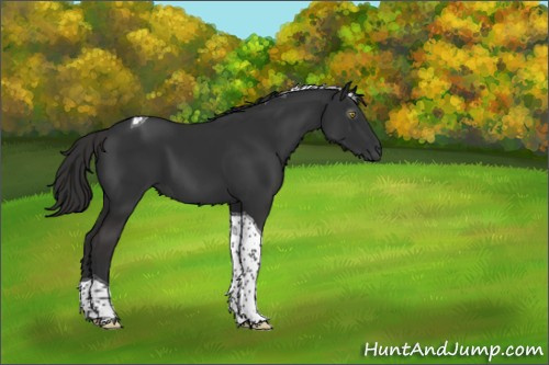 Horse Color:Gray Liver Chestnut Tobiano 