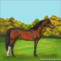 Horse Color:Bay 