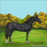 Horse Color:Black Tobiano