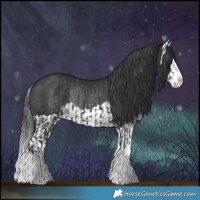 Horse Color:Black Splash Rabicano  and Black Splash Rabicano 