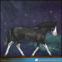 Horse Color:Black Splash Rabicano  and Black Splash Rabicano 