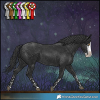 Horse Color:Black Splash Rabicano  and Black Splash Rabicano 