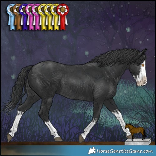 Horse Color:Black Splash Rabicano  and Black Splash Rabicano 