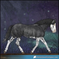 Horse Color:Black Splash Rabicano  and Black Splash Rabicano 