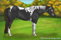 Horse Color:Gray Liver Chestnut Tobiano 