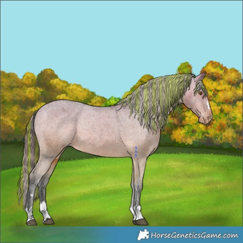 Horse Color:Painted Bay Appaloosa Rabicano 