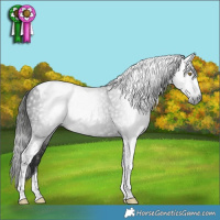 Horse Color:Gray Liver Chestnut Tobiano