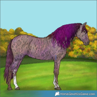 Horse Color:Red Dun Ice Sabino 