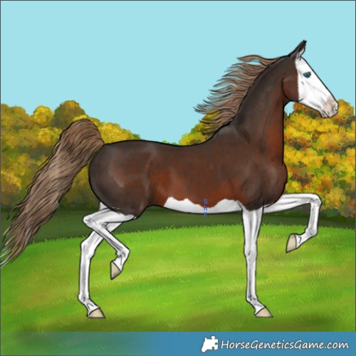 Horse Color:Liver Chestnut Splash 