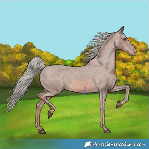 Horse Color:Chestnut Mushroom Appaloosa 