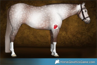 Horse Color:Gray Chestnut 